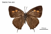 藏品(碧翠灰蝶)的圖片